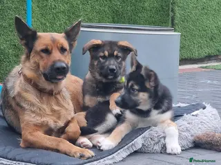 Shepsky dogs PUPPIES FOR SALE–German Shepherd × Siberian Husky - Advert 1