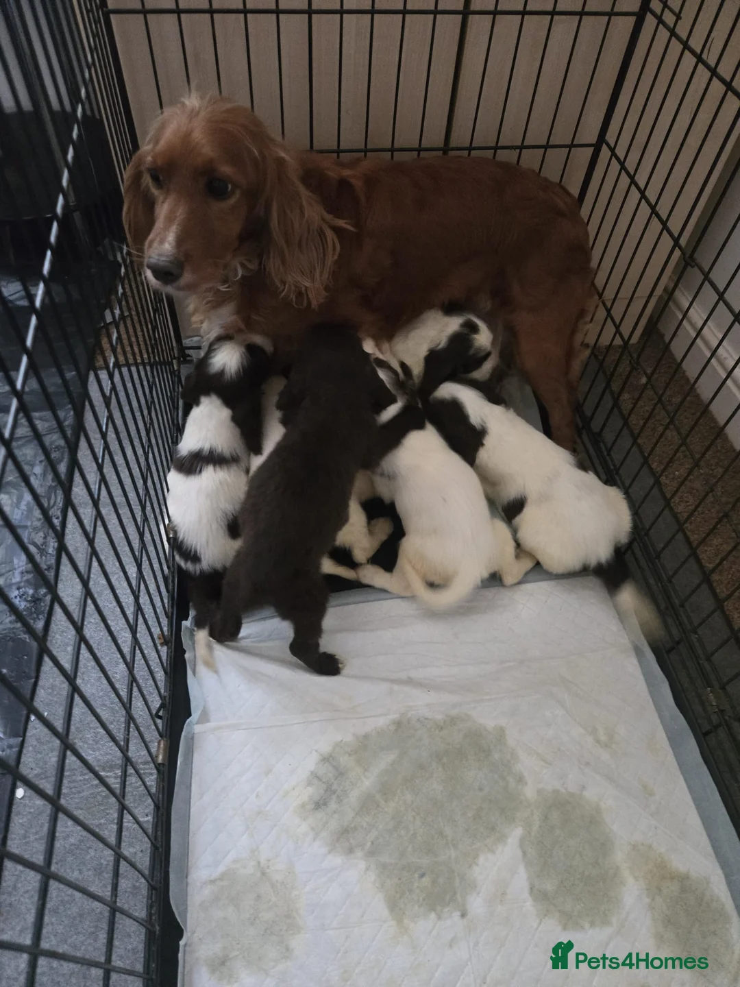 Sprocker dogs for sale: Beautiful cocker Spaniel  in Barnsley - Advert 10