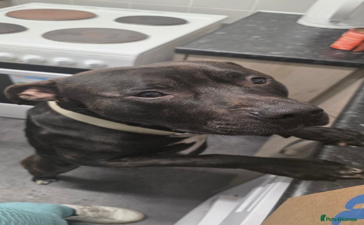 American Bull Staffy dogs 2 year old dog - Advert 5