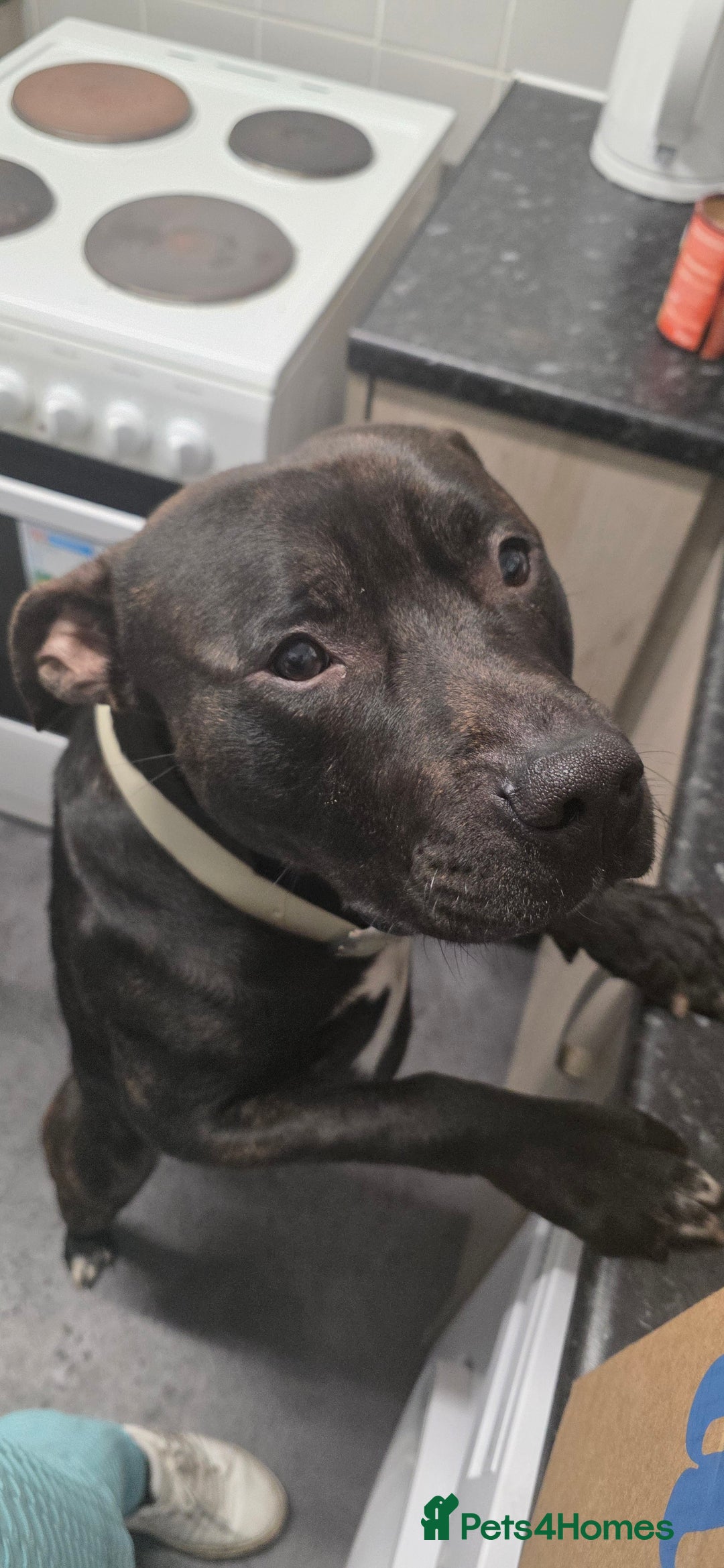 American Bull Staffy dogs for sale: 2 year old dog - Advert 1