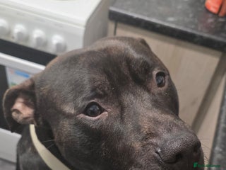 American Bull Staffy dogs 2 year old dog - Advert 3