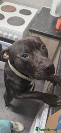 American Bull Staffy dogs 2 year old dog - Advert 1
