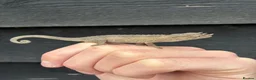 Chameleon reptiles for sale: Jackson Chameleon babies - Advert 1