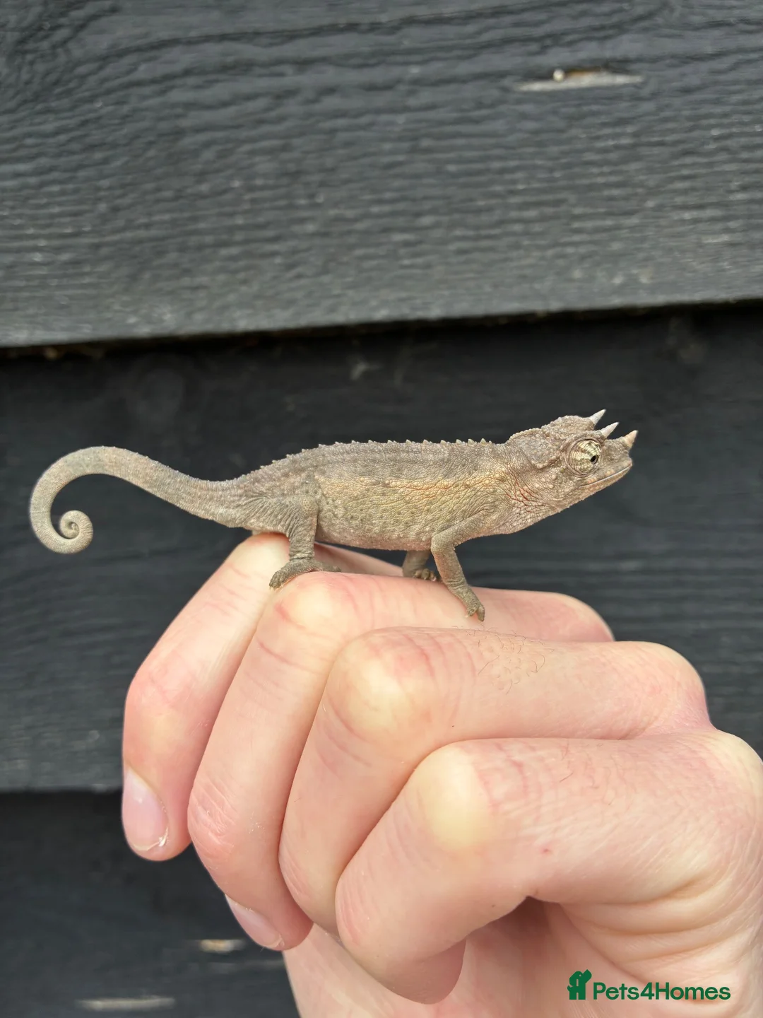 Chameleon reptiles for sale: Jackson Chameleon babies - Advert 1