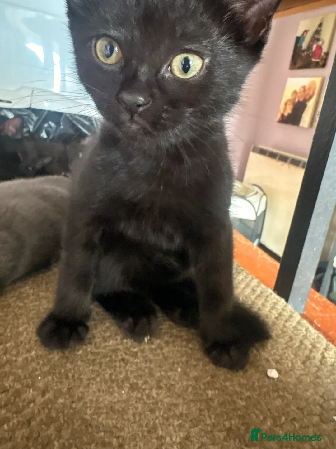Mixed Breed cats for sale: Kittens ready now - Advert 6