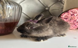 Netherland Dwarf rabbits for sale: Pure bred netherland dwarf babies  - Image 4