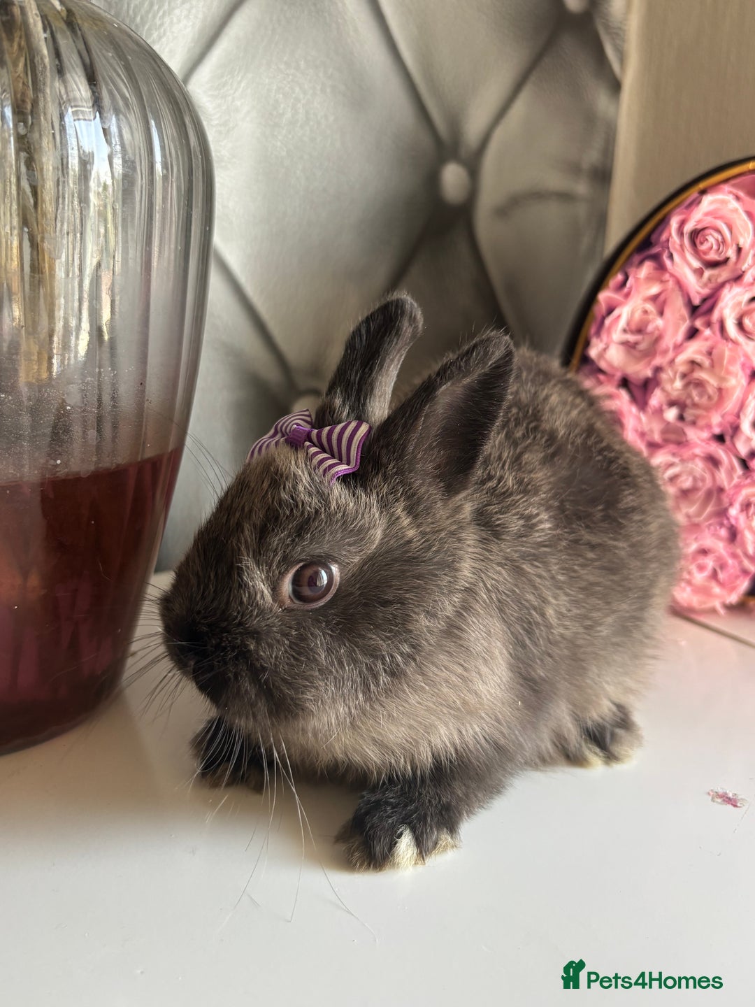 Netherland Dwarf rabbits for sale: Pure bred netherland dwarf babies  - Image 4