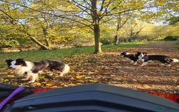 Border Collie dogs for stud: Borderlair Tip for the Top (Tip) - Advert 2