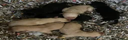 Labrador Retriever dogs for sale: KC Reg DNA Clear Pups from Health Tested Parents - Advert 6