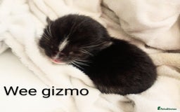 Ragdoll cats for sale: Ragdoll kittens  - Image 14