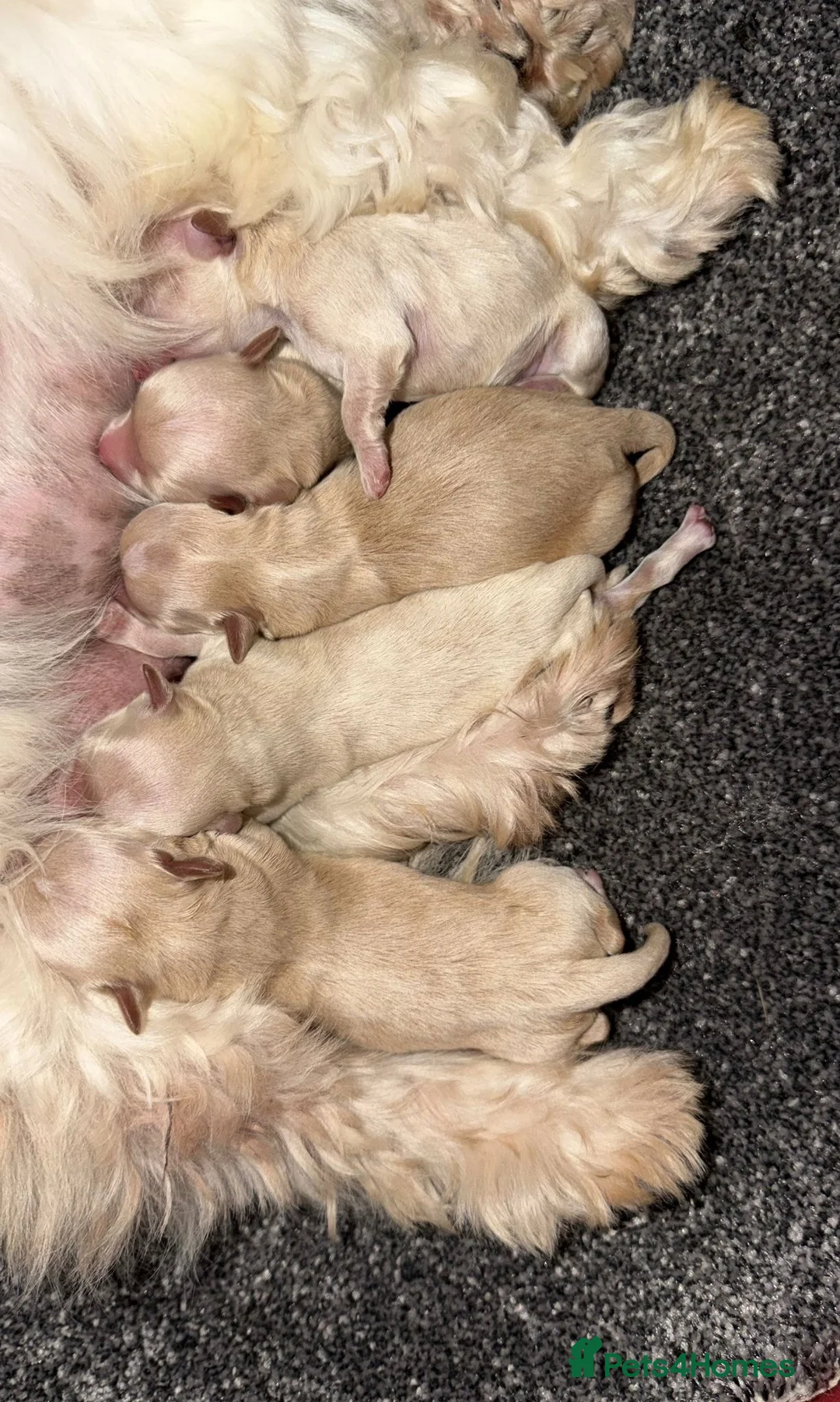 Maltipoo dogs for sale: 🩷💜Stunning Maltipoo Puppies💜🩷 - Advert 9