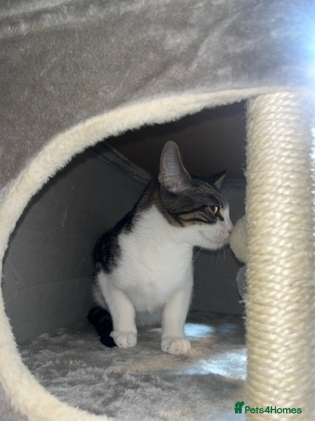 Mixed Breed cats for sale: 2 Boy kittens 6month old - Advert 4