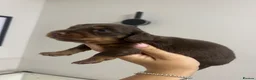 Miniature Dachshund dogs for sale: Beautiful miniature dachshunds💗💗💗🩵🩵 - Advert 6