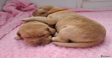 Labrador Retriever dogs - Advert 15