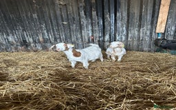 Goats livestock for sale: Wether Saanen x Kids - Advert 2