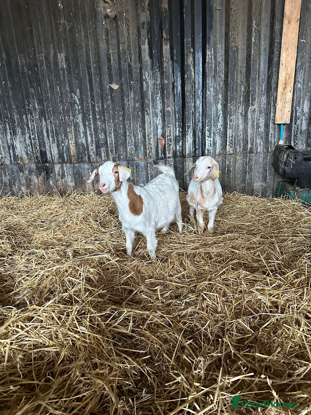 Goats livestock for sale: Wether Saanen x Kids - Advert 2