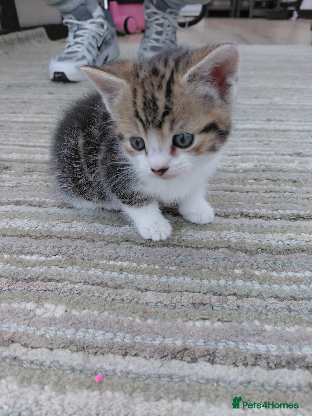 Bengal cats for sale: 2 male tabby kittens - Advert 2