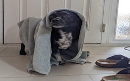 Mixed Breed dogs for adoption: Winston (Tripaw Terrier mix) - Image 14