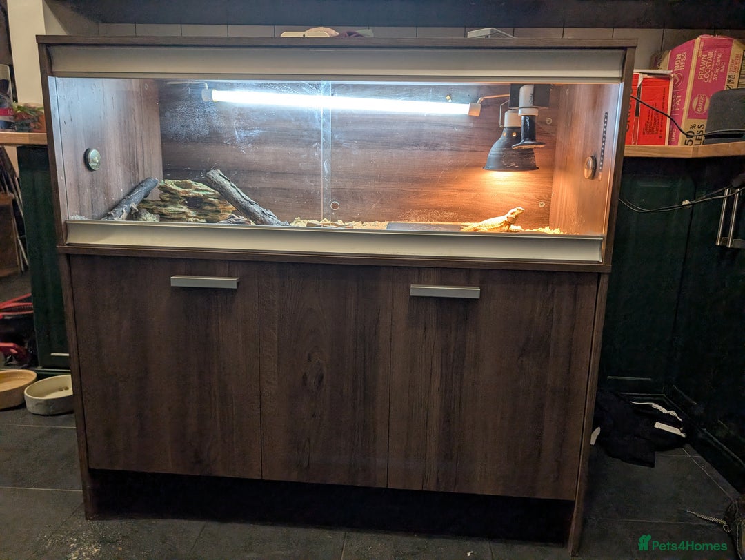 Bearded Dragon reptiles for sale: Baby bearded dragon with 4ft set up - Image 7