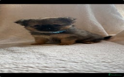 Pomchi dogs for sale: Beautiful fluffy pomchi puppies  - Image 12