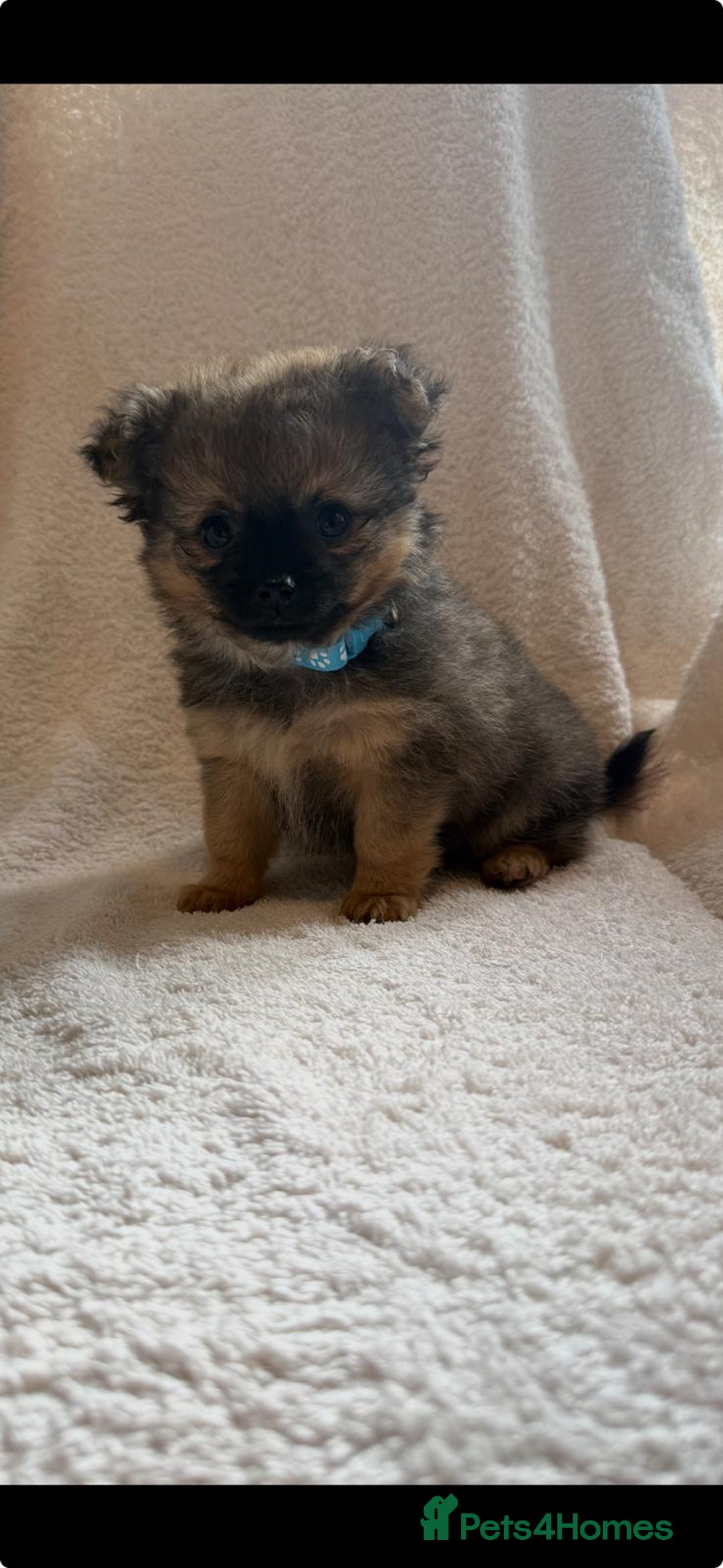 Pomchi dogs for sale: Beautiful fluffy pomchi puppies  - Image 12