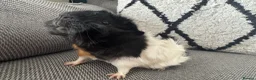 Guinea Pig rodents for sale: Female guinea pig  - Advert 7