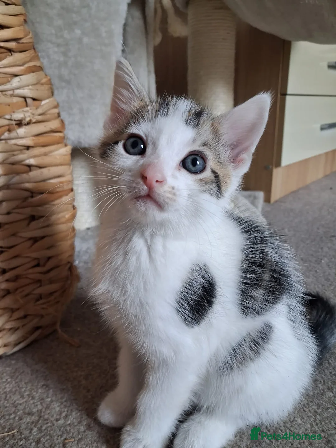 Mixed Breed cats for sale: Kittens looking for new home - Advert 8