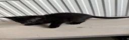 Mixed Breed cats for sale: Three brothers  - Advert 13