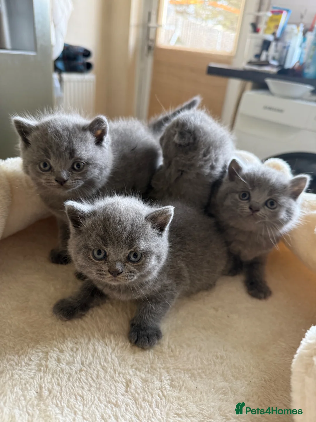 Scottish Fold cats for sale: Scottish fold blue point kittens ready for reserva - Advert 1