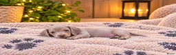 Miniature Dachshund dogs for sale: Happy and healthy miniature dachshund puppies  in Hull - Advert 5
