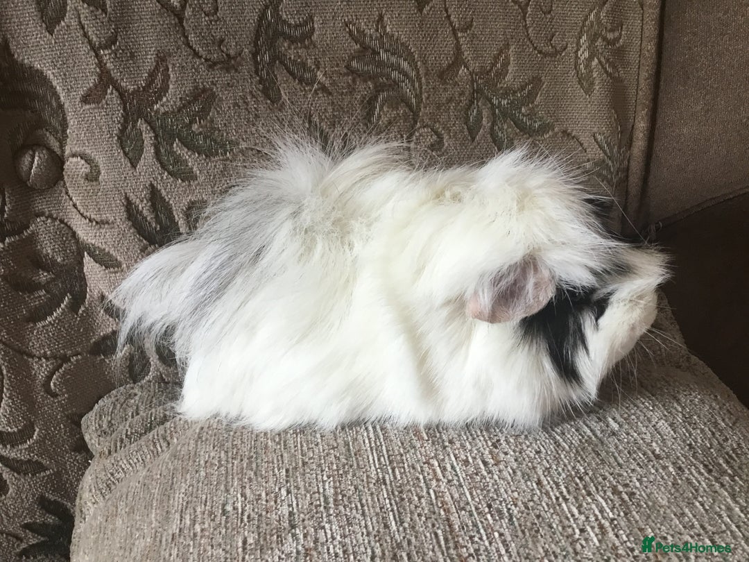 Guinea Pig rodents for sale: Mum and daughter and adult male - Advert 3