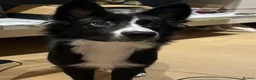 Border Collie dogs for sale: 6-Month-Old Border Collie Looking for a  Home in London - Advert 2