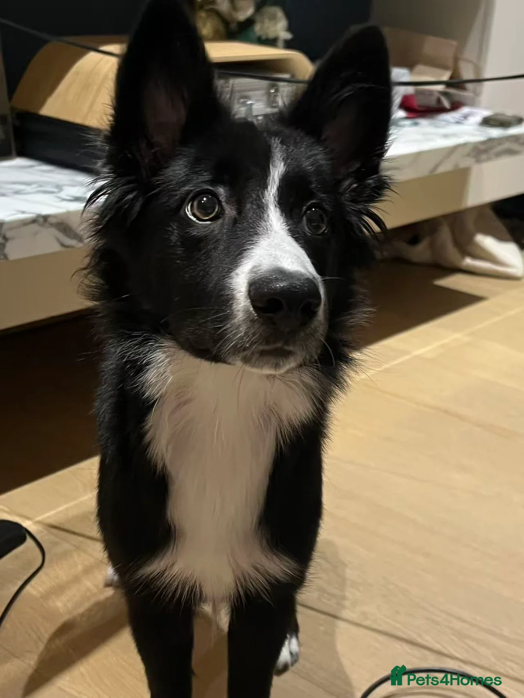 Border Collie dogs for sale: 6-Month-Old Border Collie Looking for a  Home in London - Advert 2