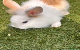 Lionhead rabbits for sale: Lionhead x lowered baby rabbits  - Image 2