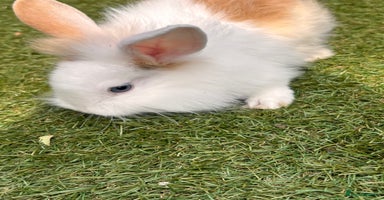 Lionhead rabbits - Advert 1