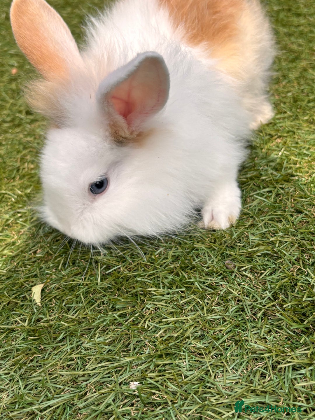Lionhead rabbits for sale: Lionhead x lowered baby rabbits  - Image 2
