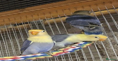 Lovebirds birds - Advert 7