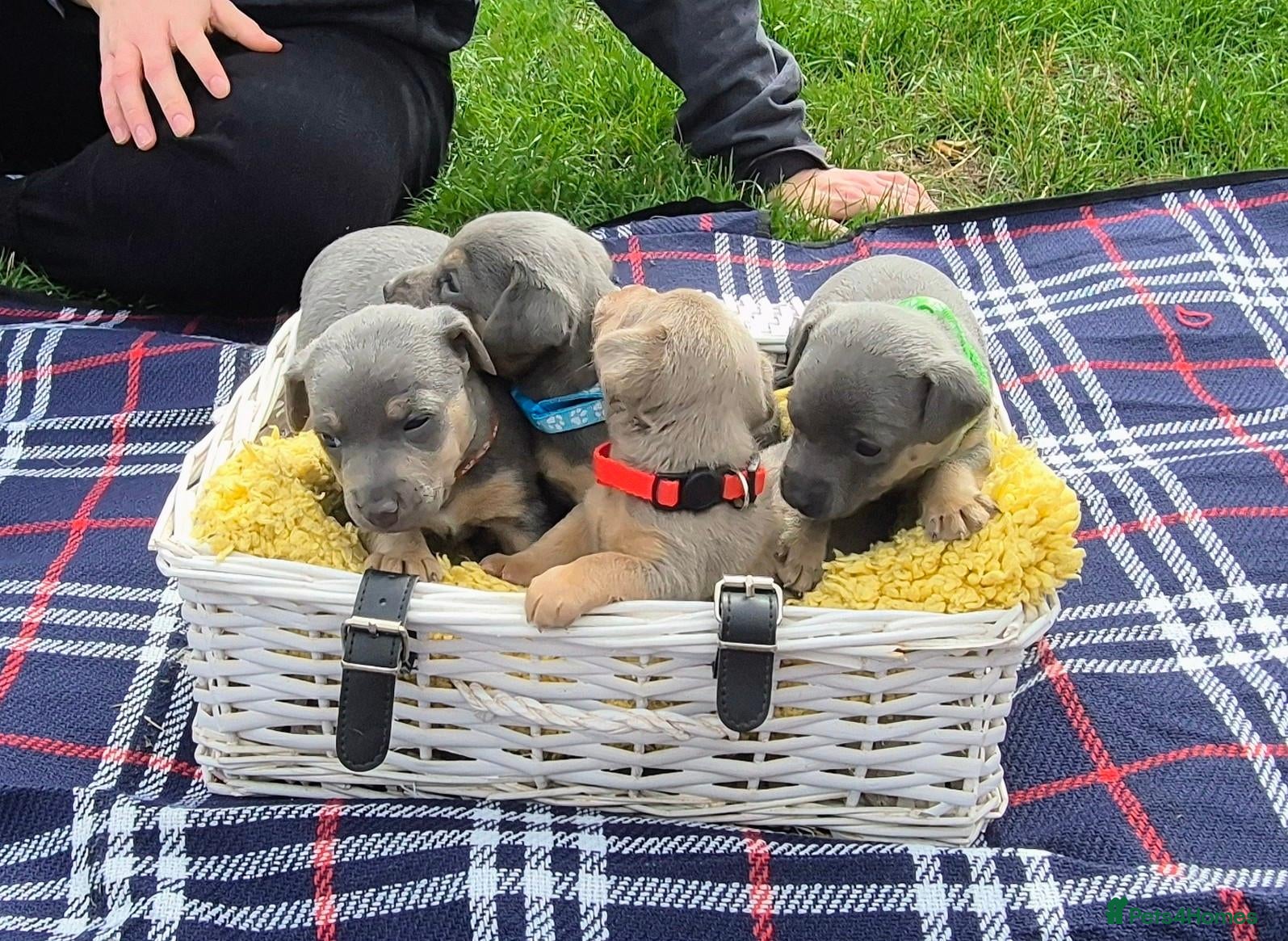Jack Russell dogs Miniature Lilac & blue JackRussell Wenlock puppies - Advert 2