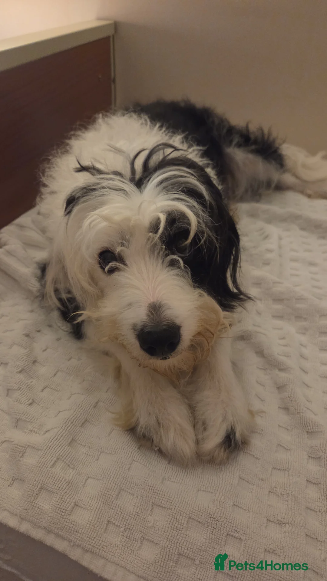 Bordoodle dogs for sale: Bordoodle pups - Advert 2