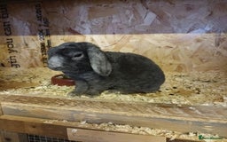 Mini Lop rabbits for sale: Plush mini lops  - Image 10