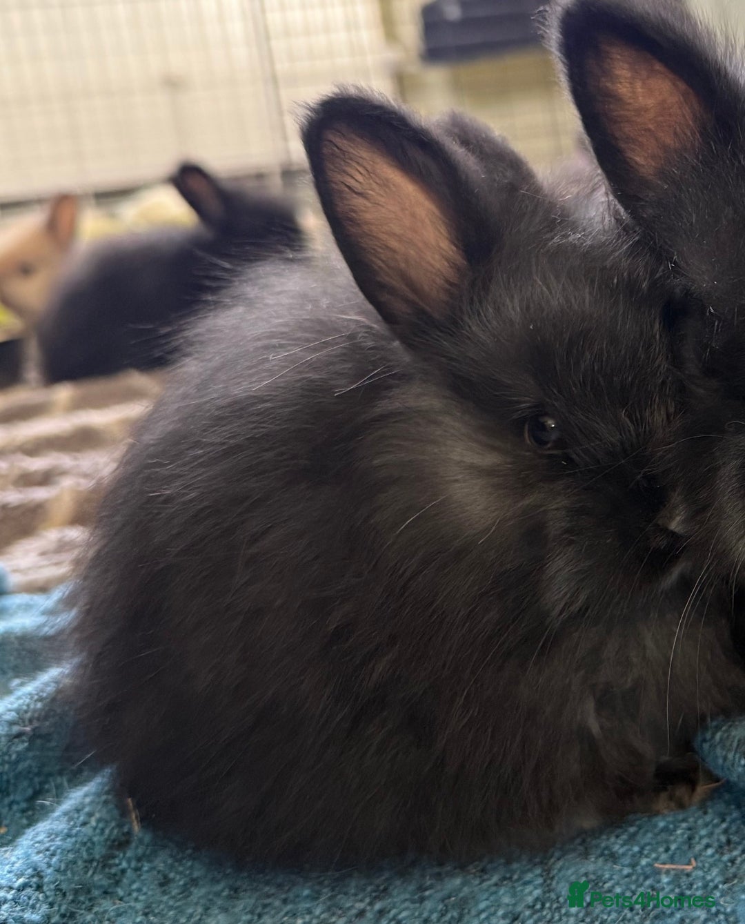 Angora rabbits for sale: Angora boys - Advert 2