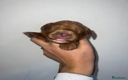 Cockapoo dogs for sale: 🐾 F1 Cockapoo Puppies 🐾 - Image 6