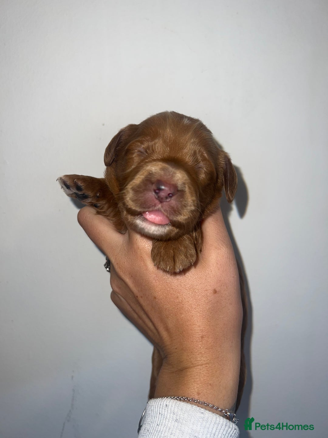 Cockapoo dogs for sale: 🐾 F1 Cockapoo Puppies 🐾 - Image 6
