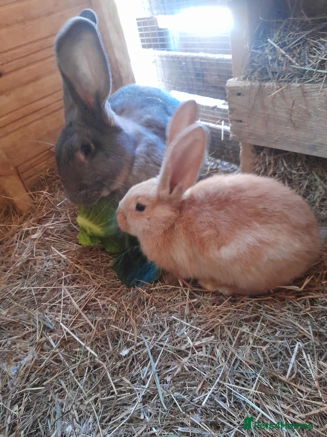Continental Giant rabbits for sale: Beautiful Pure Continental Giant Babies - Advert 19