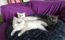 Ragdoll cats for sale: Ragdoll X Chinchilla Persian kittens for sale  - Image 2
