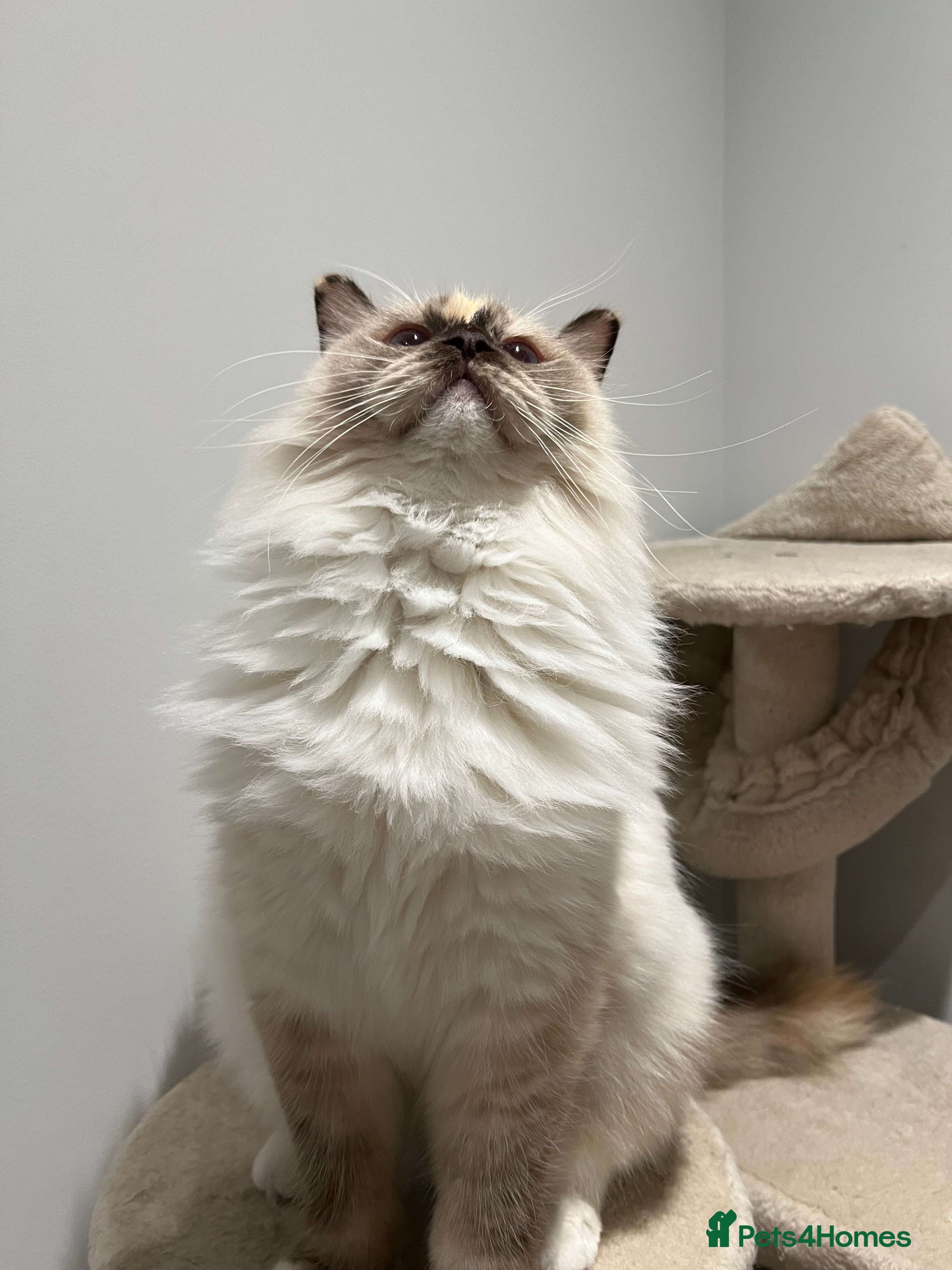 Ragdoll cats Gorgeous Blue Point Ragdoll girl - Advert 2