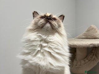 Ragdoll cats Gorgeous Blue Point Ragdoll girl - Advert 3