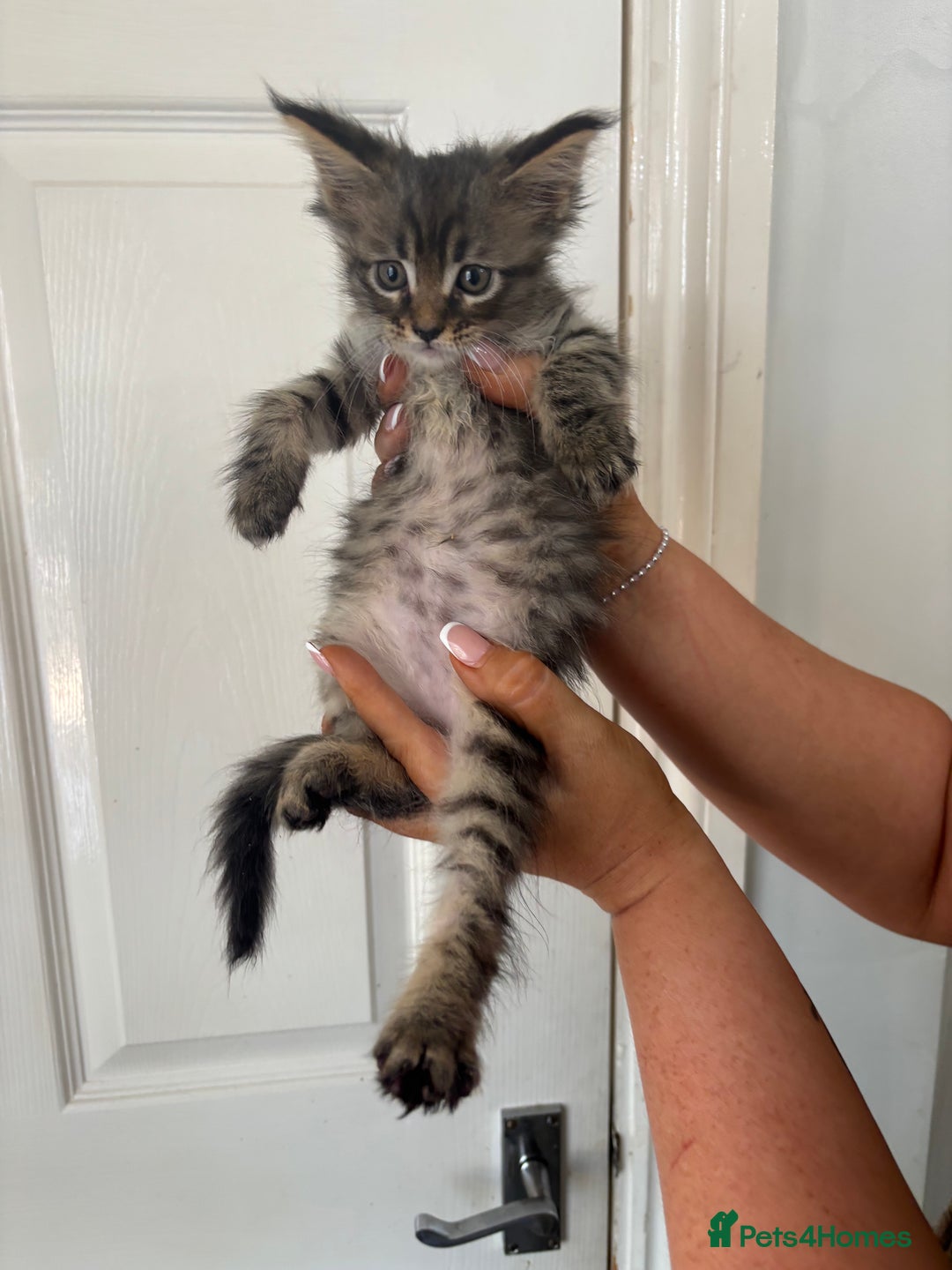 Maine Coon cats for sale: Maine coon kittens TICA registered  - Image 4