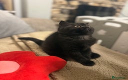 British Shorthair cats for sale: Beautiful British shorthair champion bloodlines - Image 3