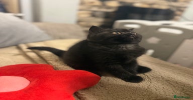 British Shorthair cats - Advert 12